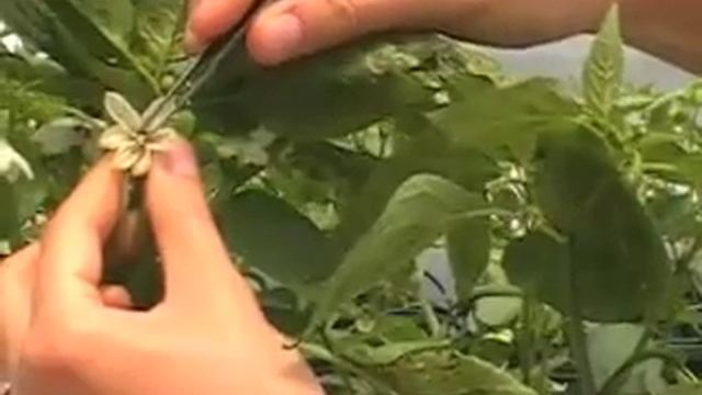 Why Do We Hand-Pollinate Our Pepper Flowers?