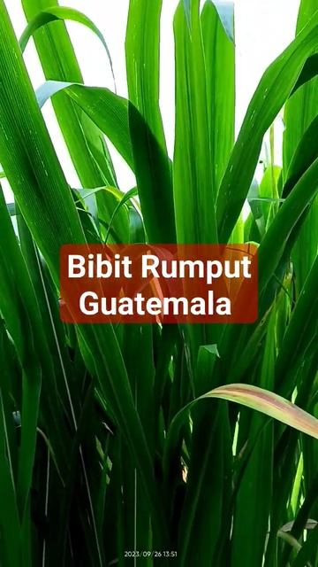 Bibit Rumput Guatemala, Siap Kirim. #guatemala #rumputguatemala #bibitrumputguatemala
