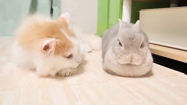 Дружба котика и кролика