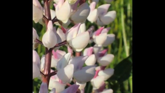 Wild Lupins