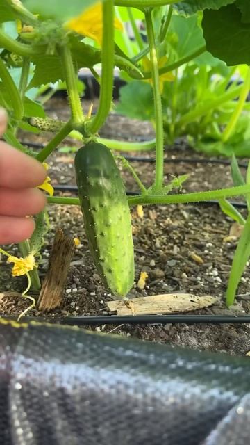 Come harvest some fresh vegetables with me! #vegetables #fresh #urbangardening