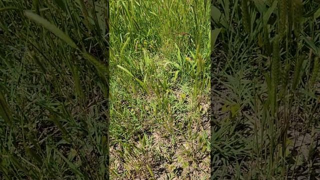 The little barley, Hordeum pusillum, a native annual.