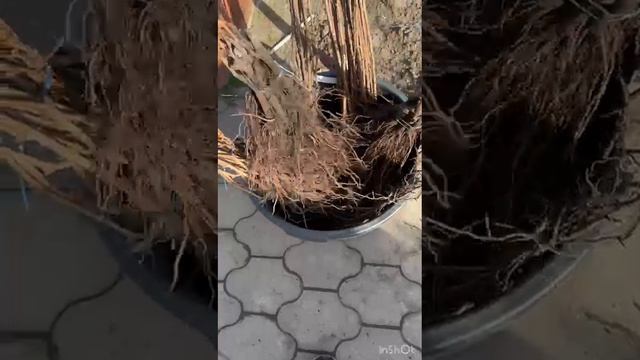 Саженцы винограда