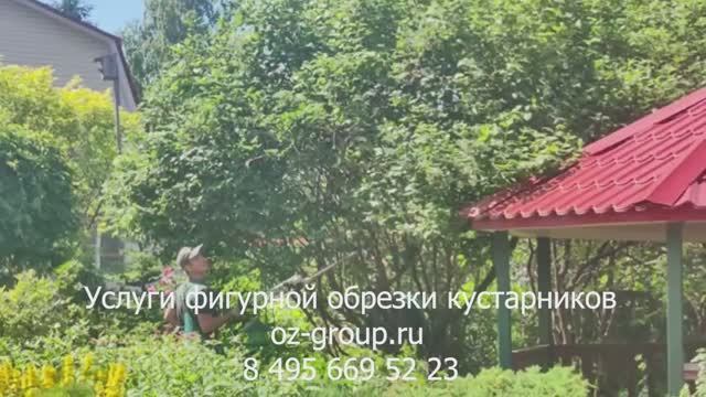Услуги фигурной обрезки кустарников на даче. Выезд Агрономов по Москве и области. Звоните сейчас!