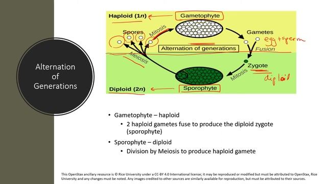 Plants - Biology 1408 (OpenStax Concepts of Biology, Chapter 14) - Part 1