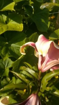 #Лилии_в моём саду