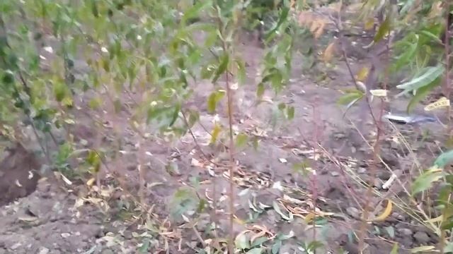 Саджанці сорту Ерлі Ред Хейвен в наявності, вартість 200 гривень, телефон 0980146890.