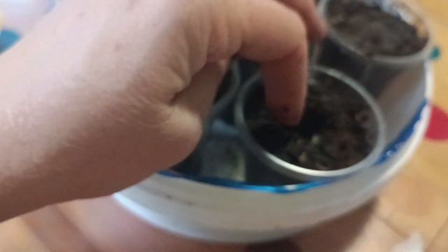 Сію на пробу бавовну і альстромерію. 24 січня 2024 р.