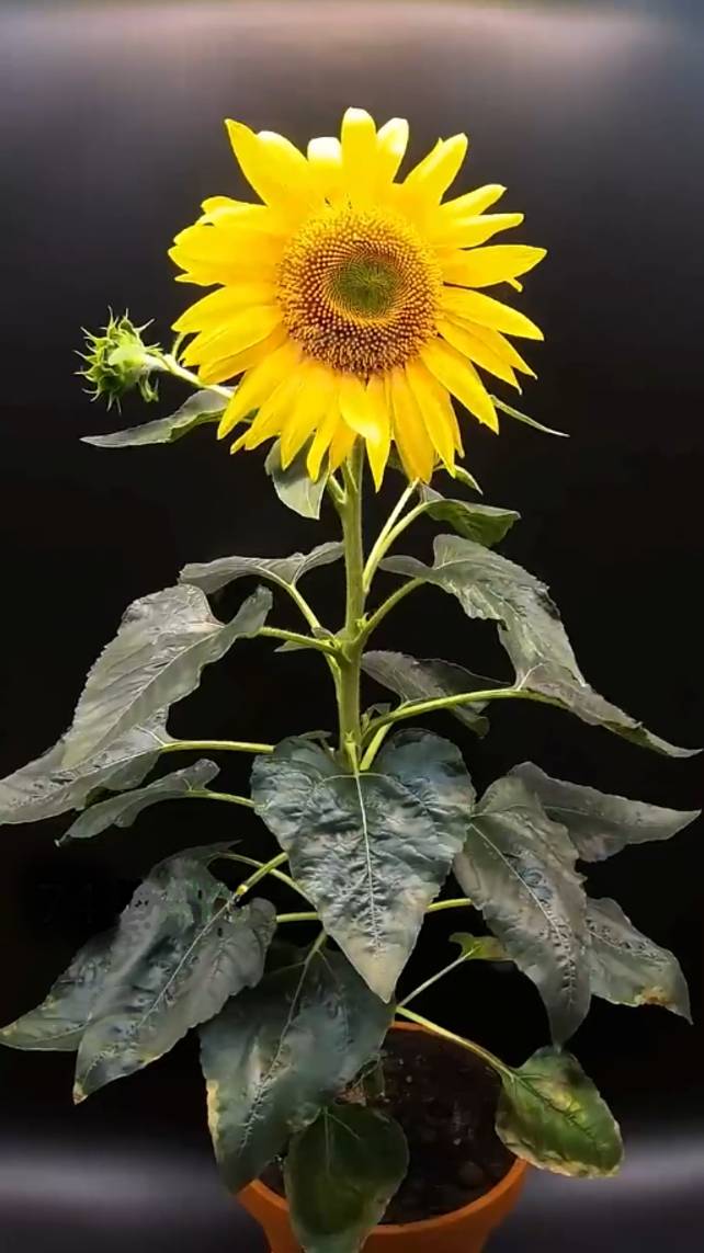 🌻Как растет ПОДСОЛНУХ! #shorts #garden #советы