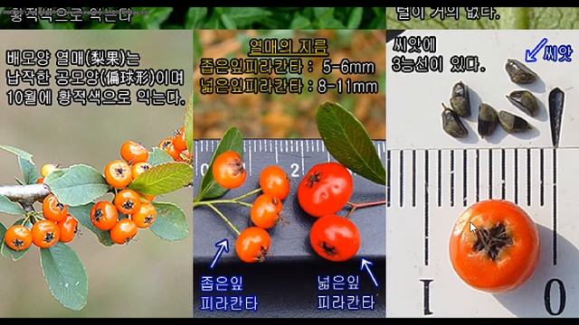 (요점 정리) 홍자단 vs 무늬홍자단의  서로 다른 차이점을 요점 정리하였습니다.