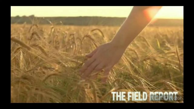 THE FIELD REPORT (Song)