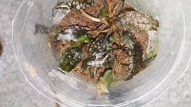 cryptocoryne striolata mini brown leaves