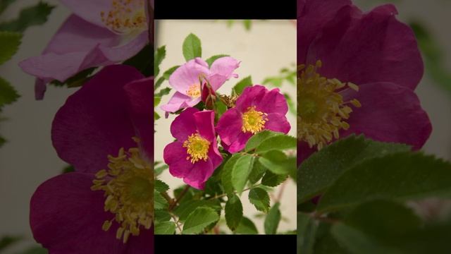 Шиповника много не бывает...🌸🌸🌸 #шиповник