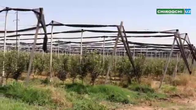 ЧИРОҚЧИНИ РИВОЖЛАНТИРИШНИ МАҚСАД ҚИЛГАН ТУМАН ҲОКИМИ ФЕРМЕРЛАР БИЛАН ЯККАБОҒГА БОРДИ