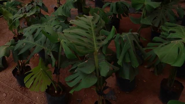 Monstera deliciosa planta cuidados | ¡Hermosa planta tropical y elegante de interior!