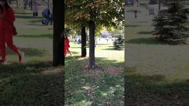 Аллея сакуры. Харьков