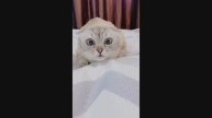 🤣🤣🤣 СМЕШНЫЕ ЖИВОТНЫЕ ЛУЧШИЕ ПРИКОЛЫ С КОТАМИ, СОБАКАМИ, ЖИВОТНЫЕ, СМЕШНЫЕ ВИДЕО