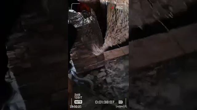 18.02.25 отлов собак