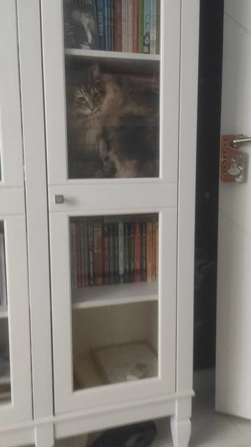 кот в шкафу
