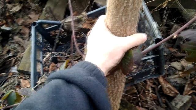 №17 Малини, ожини, кущі.