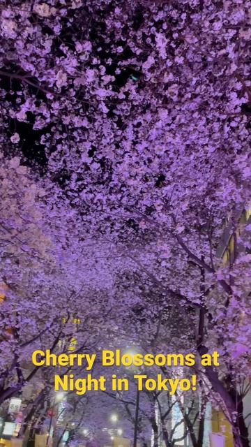 Cherry blossoms at night in Tokyo!! #cherryblossom #tokyo #sakura #japan #travel #shibuya
