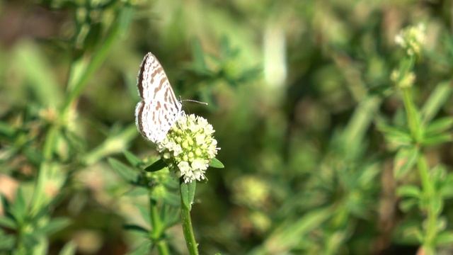 Converting nectar to pee and poo:  Leptotes cassius butterfly