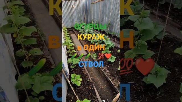 ОГУРЦЫ КУРАЖ В ОДИН СТВОЛ В СВЕТЛИЦЕ У ЗАБОРА 🥒🌿💯❤️...