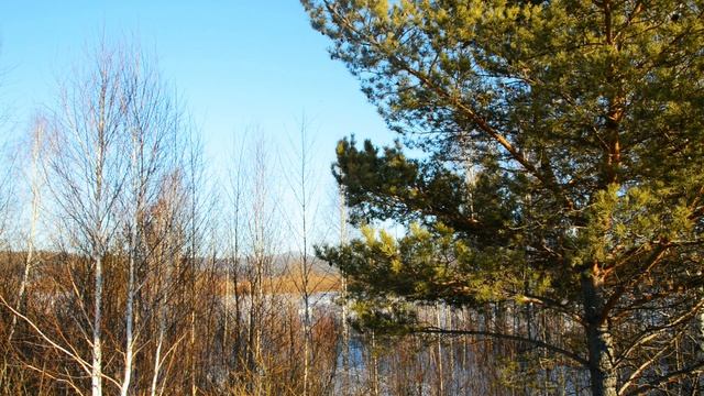 Одинокая сосна в чаще. Релакс видео с шумом ветра.