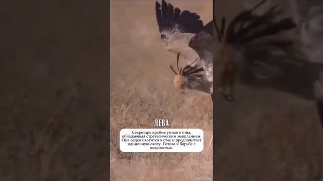 VID_20250217_181020_639.mp4