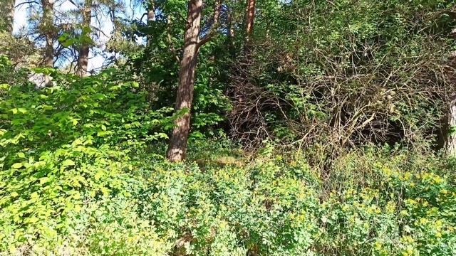 Весна в лесу 🌞🌿