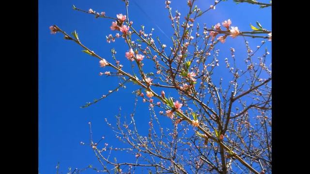 Prunus persica