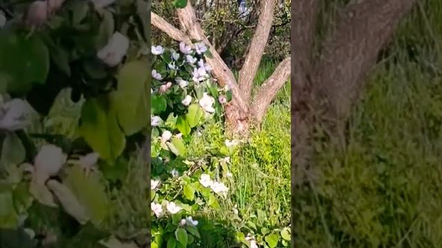 Айва нежно-розово  цветет!