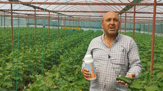 Hıyarda Gübreleme Proğramı - Hıyar Fidesi Nasıl Dikilir