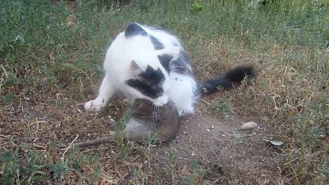 Кошка и крыса.