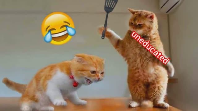✅Смешные видео с котами и кошками 2024🔥
