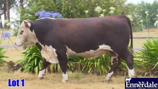 Lot 01 Ennerdale Calypso (AI)(PP) R253