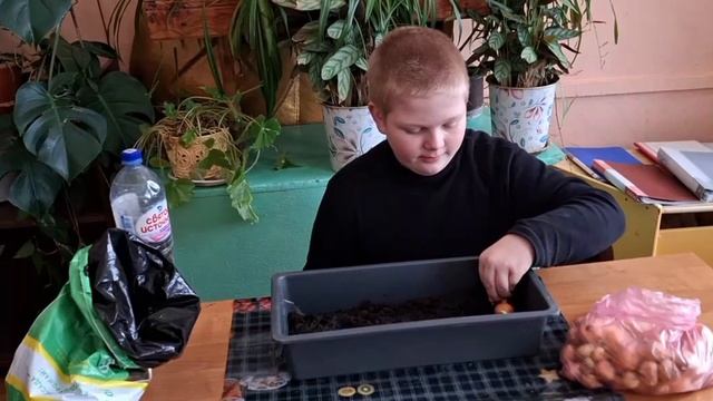 Эксперимент: выращиваем лук!
