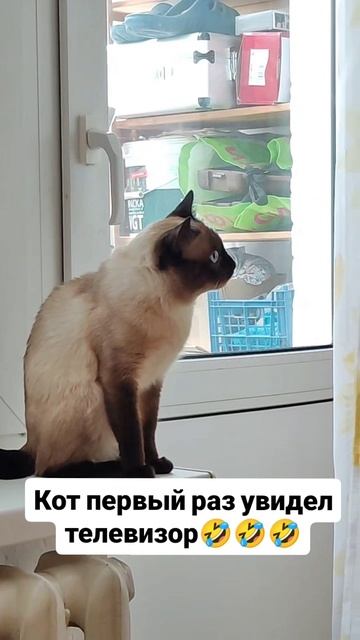 Кот первый раз увидел телевизор 🤣