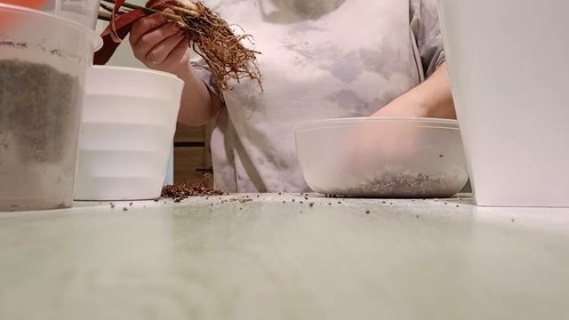 100 дней пересадки: строманта продолжение