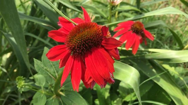 Fasciated Echinacea x 'Balsomsed' (red coneflower)