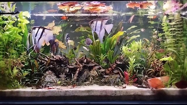 Aquarium Aftermath 22.09.2023 #037