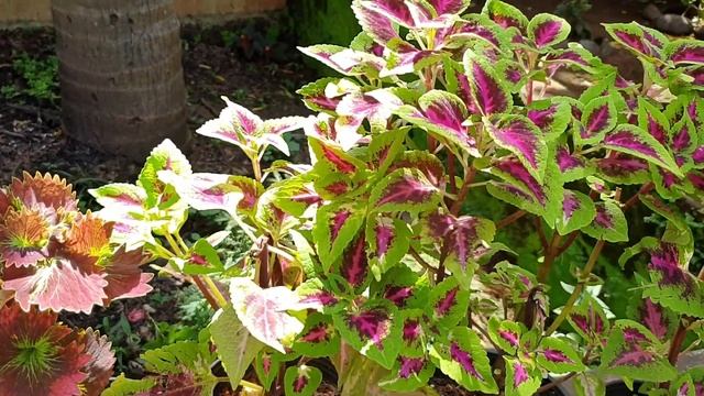 Coleus/ Ornamental Plants