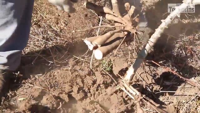 video jornal do TO matéria "Em alta, mandioca é a aposta da vez"