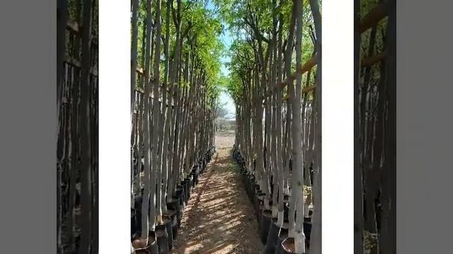 ELRAWDA EXPORT