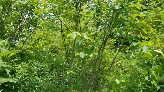 Serviceberry, Excellent Bird Food