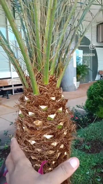 Detalhes na manutenção do jardim #jardinagem