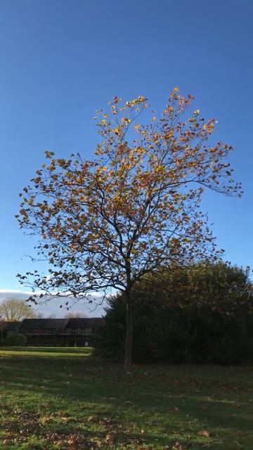 London Plane - tree - November 2021
