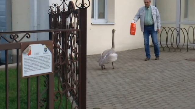 В Вилейке по улицам гулял лебедь