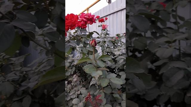 Роза Червовая Дама.