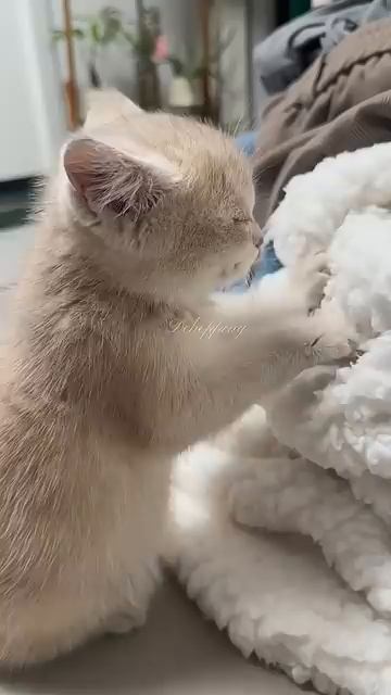 The Kneading Kittens #cat #kitten #meow #cute #cutecat #kucing #asmr #猫 #catlove